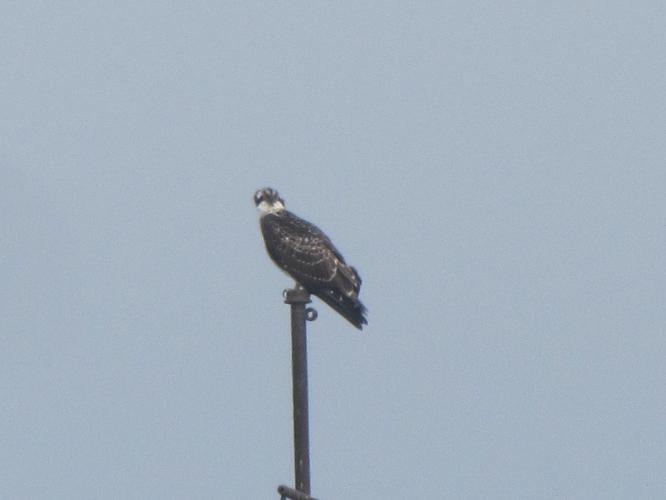 Falco pescatore